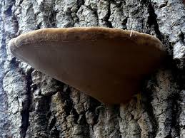 Attēlu rezultāti vaicājumam “Phellinus populicola”