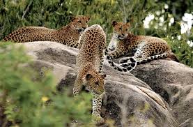 Image result for Яла заповедник