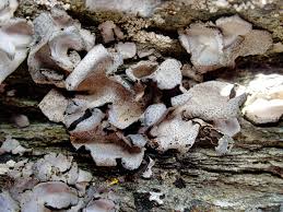 Attēlu rezultāti vaicājumam “Dermatocarpon miniatum”