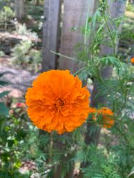 Attēlu rezultāti vaicājumam “Tagetes flower”