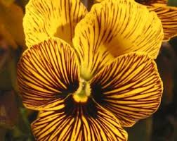 Attēlu rezultāti vaicājumam “Viola x williamsii”