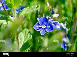 Attēlu rezultāti vaicājumam “Veronica chamaedrys flower”