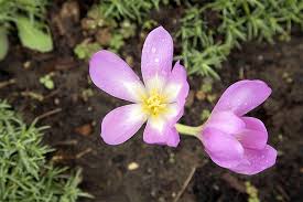 Image result for Herbstzeitlose