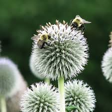 Image result for Frostabella ginsterfarmii