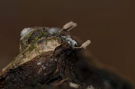 Attēlu rezultāti vaicājumam “Arcyria cinerea young”