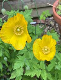 Image result for Meconopsis cambrica