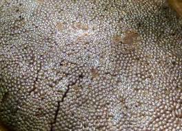 Attēlu rezultāti vaicājumam “Lindbladia tubulina”