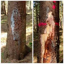 Attēlu rezultāti vaicājumam “Heterobasidion parviporum”