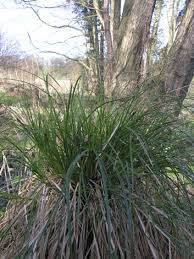 Attēlu rezultāti vaicājumam “Carex paniculata”
