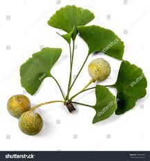 Attēlu rezultāti vaicājumam “Ginkgo biloba fruit”