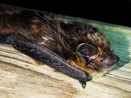 Attēlu rezultāti vaicājumam “Eptesicus nilssonii”