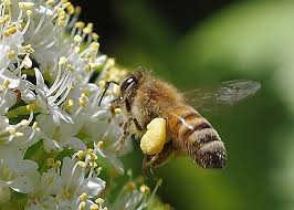 Attēlu rezultāti vaicājumam “Apis mellifera”