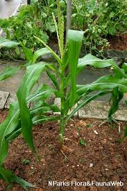 Attēlu rezultāti vaicājumam “Zea mays female flower”