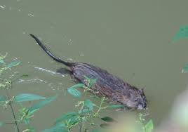 Attēlu rezultāti vaicājumam “Ondatra zibethicus”