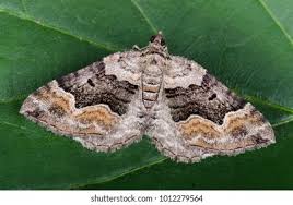 Attēlu rezultāti vaicājumam “Xanthorhoe quadrifasiata”