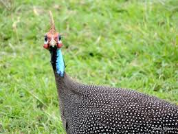 Attēlu rezultāti vaicājumam “Numida meleagris”