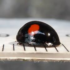 Attēlu rezultāti vaicājumam “Chilocorus renipustulatus”