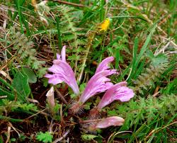 Attēlu rezultāti vaicājumam “Pedicularis palustris subsp. opsiantha”