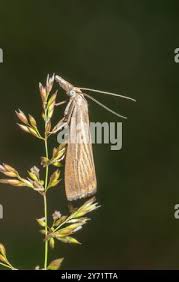 Attēlu rezultāti vaicājumam “Chrysoteuchia culmella”