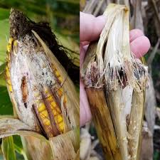 Attēlu rezultāti vaicājumam “Craterium aureum stalked”