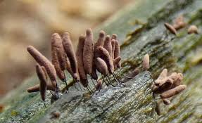 Attēlu rezultāti vaicājumam “Stemonitopsis amoena”