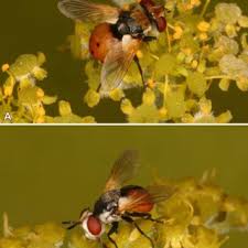Attēlu rezultāti vaicājumam “Gymnosoma sp.”
