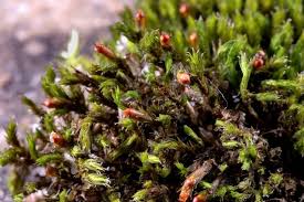 Attēlu rezultāti vaicājumam “Schistidium apocarpum macro”