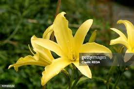 Attēlu rezultāti vaicājumam “Hemerocallis lilioasphodelus”