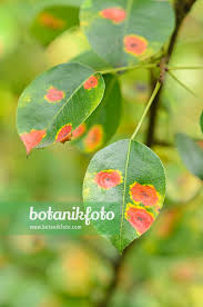 Attēlu rezultāti vaicājumam “Pyrus pyraster leaf”