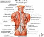 areas of <b>shoulder</b> pain,