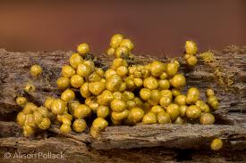Attēlu rezultāti vaicājumam “Oligonema flavidum”