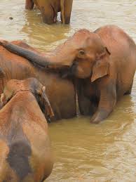 Image result for pinawella