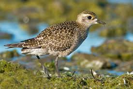 Attēlu rezultāti vaicājumam “Pluvialis apricaria adult”