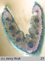 Attēlu rezultāti vaicājumam “Festuca polesica”