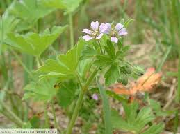 Attēlu rezultāti vaicājumam “Geranium pusillum leaf”