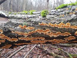 Attēlu rezultāti vaicājumam “Stereum hirsutum”