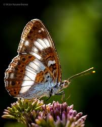 Attēlu rezultāti vaicājumam “Issoria lathonia upperside”