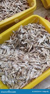 Attēlu rezultāti vaicājumam “Charales”