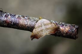 Attēlu rezultāti vaicājumam “Laspeyria flexula”