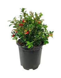 Attēlu rezultāti vaicājumam “Vaccinium vitis-idaea bud”