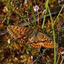 Attēlu rezultāti vaicājumam “Boloria eunomia”