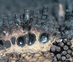 Attēlu rezultāti vaicājumam “Anthostoma decipiens”