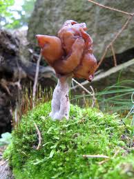Attēlu rezultāti vaicājumam “Gyromitra infula”