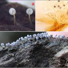 Attēlu rezultāti vaicājumam “Physarum compressum”