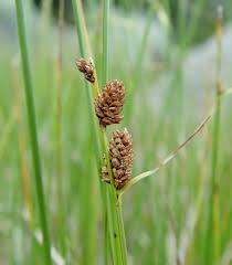 Attēlu rezultāti vaicājumam “Carex caryophyllea flower”