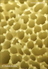 Attēlu rezultāti vaicājumam “Ceratiomyxa porioides”