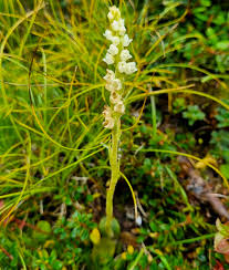 Attēlu rezultāti vaicājumam “Goodyera repens bud”