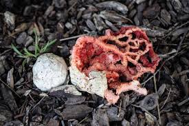Attēlu rezultāti vaicājumam “Clathrus ruber”