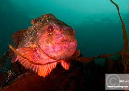 Image result for Cyclopterus lumpus