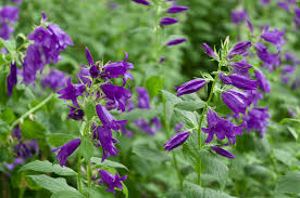 Image result for Glockenblumen